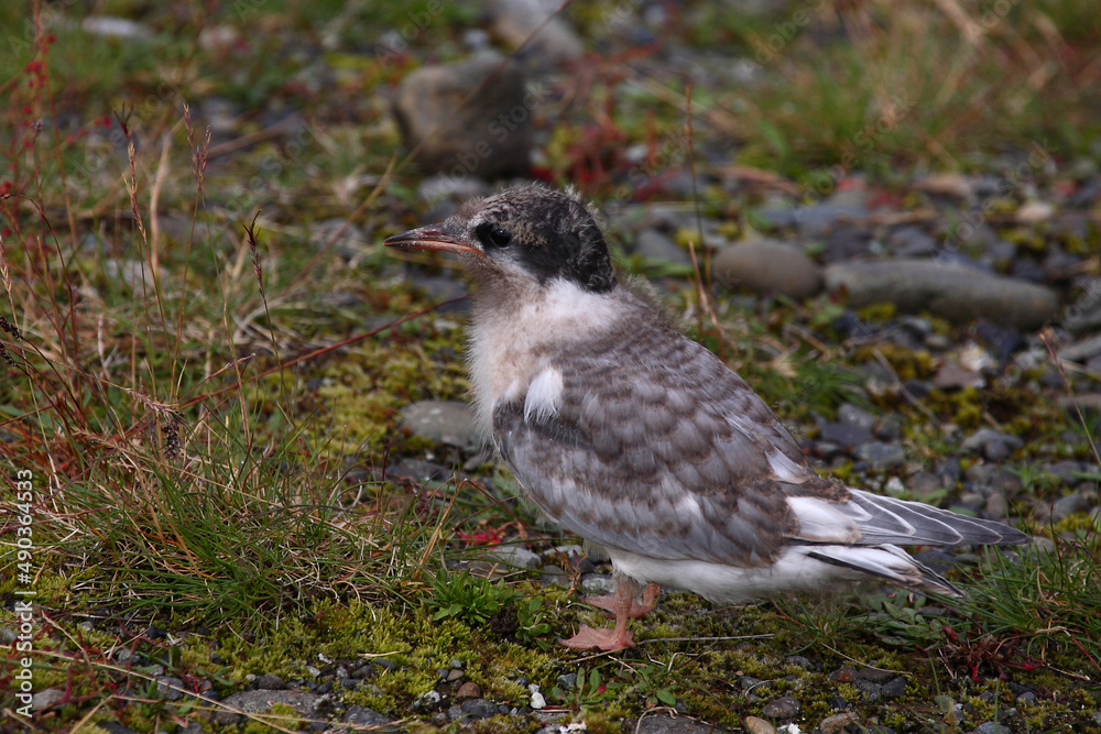 Obraz premium Küstenseeschwalbe / Arctic tern / Sterna paradisaea.
