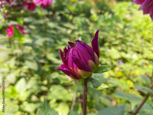 Dahlia bud in autumn garden. Dahlia  is a genus of bushy, tuberous, herbaceous perennial plants. A member of the Compositae or Asteraceae family of dicotyledonous plants. Dalia flower bud.