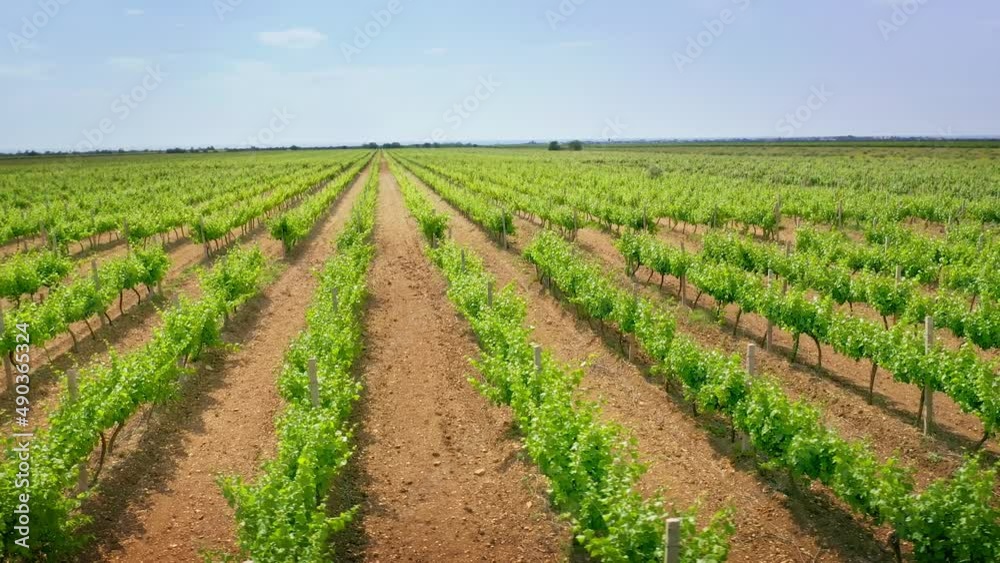 Vineyard agrecultural meadow. Narure aerial composition. Vineyard agrecultural meadow. Narure aerial composition.