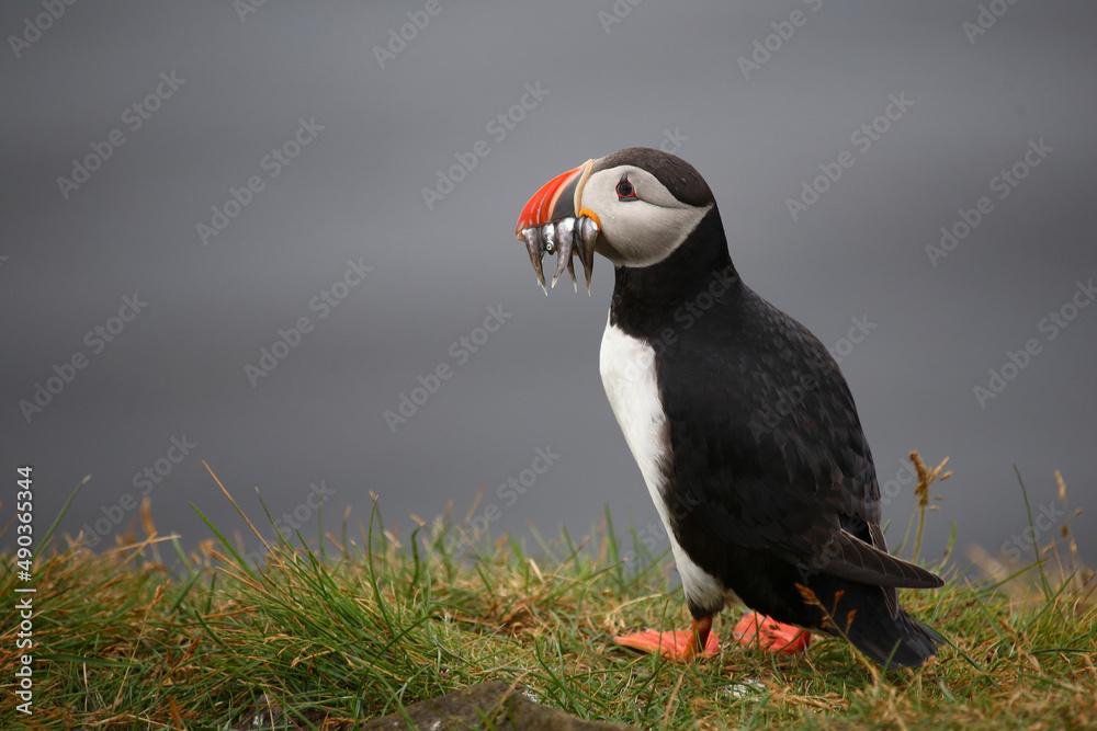 Papageitaucher / Atlantic puffin / Fratercula arctica.. Papageitaucher / Atlantic puffin / Fratercula arctica..