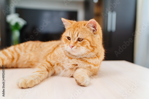 a beautiful red fluffy cat on a table in the living room. 