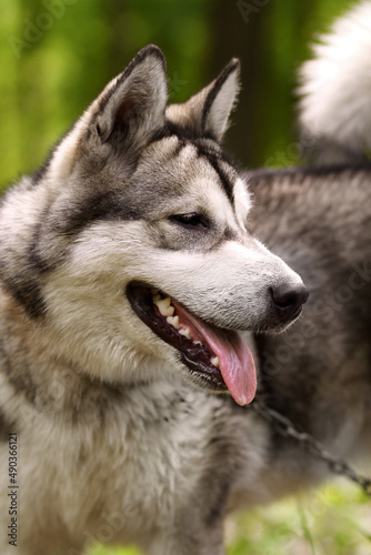 Magnificently healthy. A robust husky out for a walk through the park on a lead. © Gennadiy K/peopleimages.com