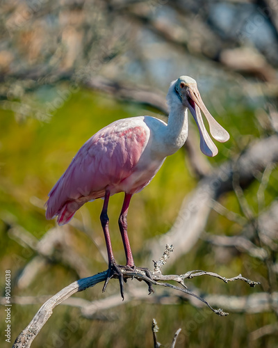 pink roseate spoonbill perched in a tree
