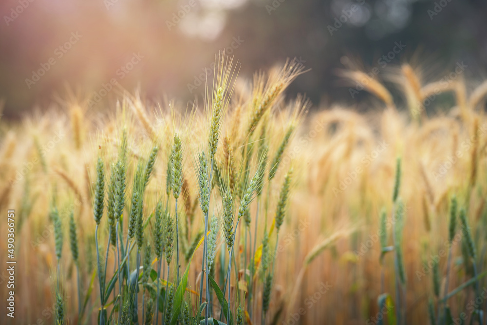 Obraz premium Close up of ripening ears of the green and yellow wheat field on the sunset cloudy orange sky background. Rural landscape of a ripening harvest at sunset