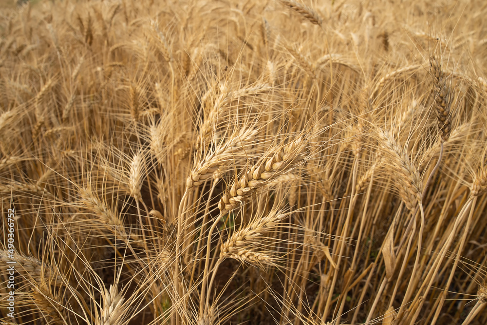 Close up of wheat ears, Ripening yellow ears of wheat, field of wheat with shallow depth of field in sunset Close up of wheat ears, Ripening yellow ears of wheat, field of wheat with shallow depth of field in sunset