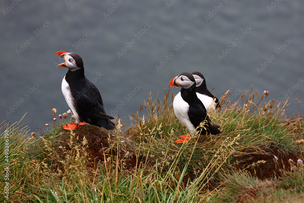 Papageitaucher / Atlantic puffin / Fratercula arctica Papageitaucher / Atlantic puffin / Fratercula arctica