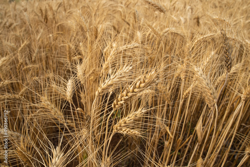 Close up of wheat ears, Ripening yellow ears of wheat, field of wheat with shallow depth of field in sunset