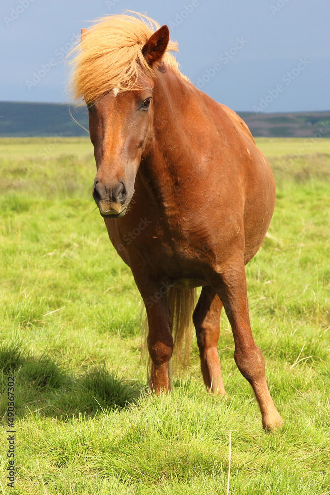 Islandpferd / Icelandic horse / Equus ferus caballus Islandpferd / Icelandic horse / Equus ferus caballus