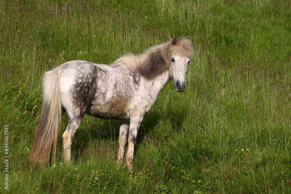 Obraz premium Islandpferd / Icelandic horse / Equus ferus caballus