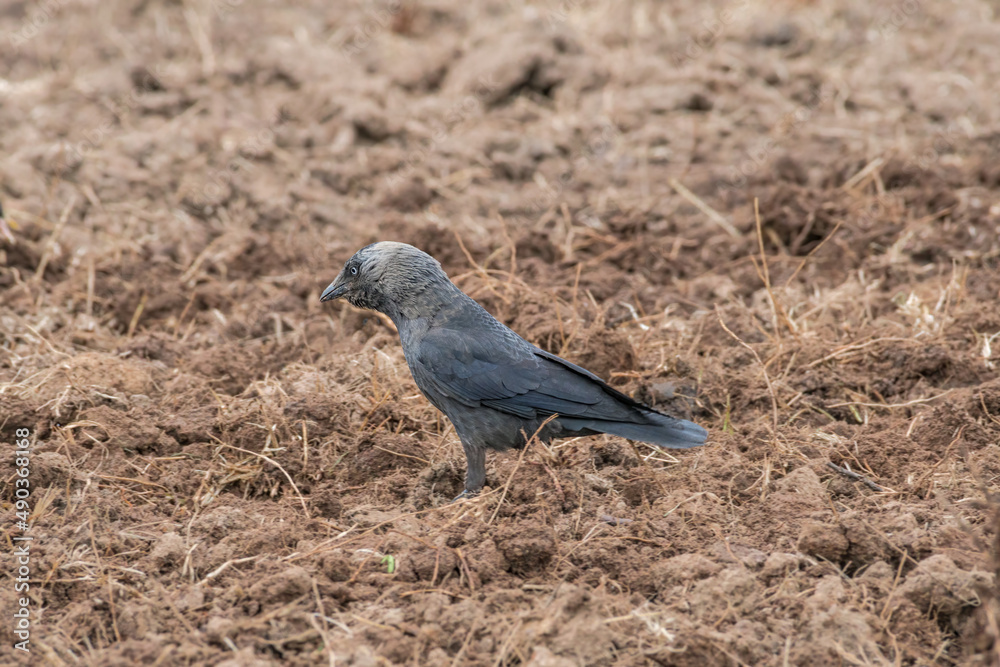 Obraz premium Western Jackdaw (Corvus monedula) in field