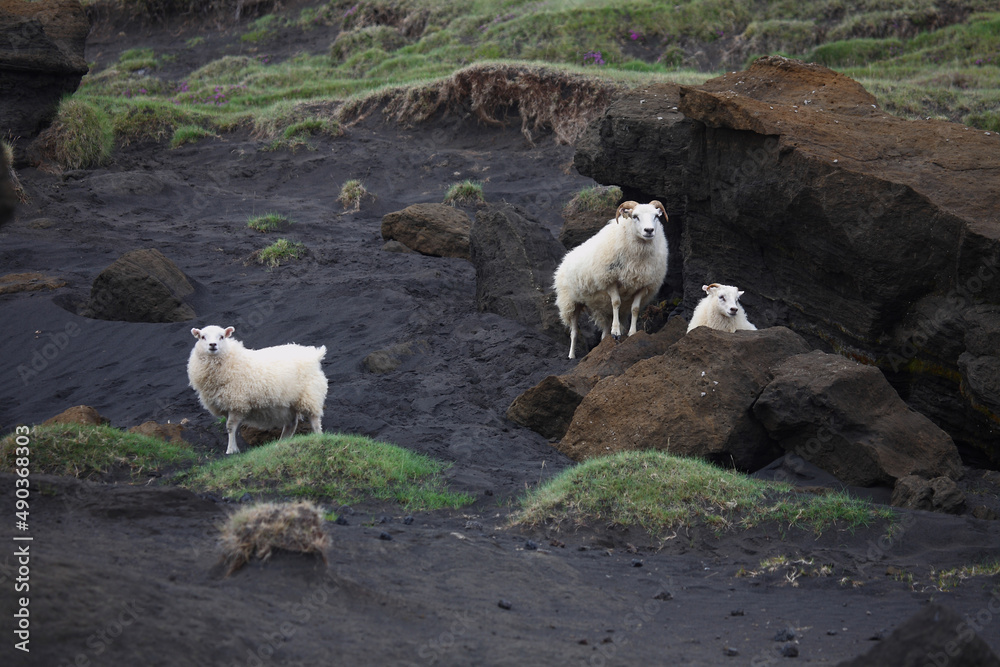 Obraz premium Schaf / Sheep / Ovis..