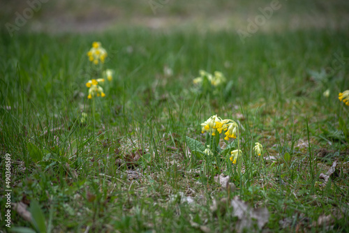 Macro shot of the yellow bell-shaped nodding flowers with orange dots of the cowslip (Primula veris) in spring. The cowslip provide insight into the well-being of grassland plants and related species photo