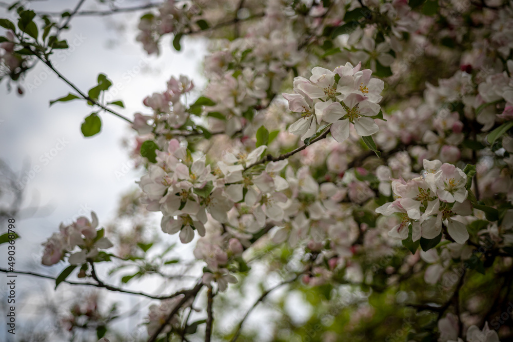 Apple tree. Flowering apple branch. Apple tree. Flowering apple branch.