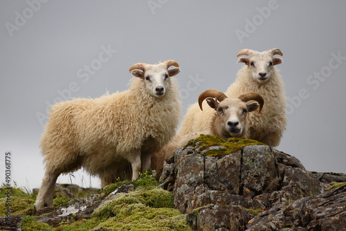 Schaf / Sheep / Ovis..