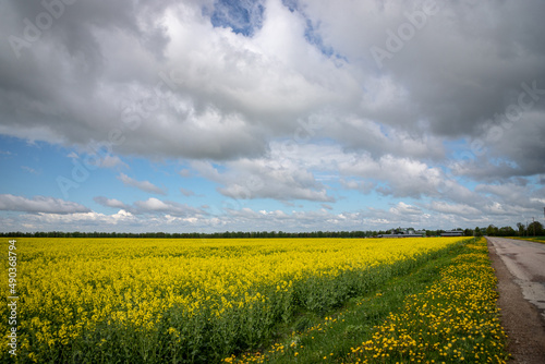 Field of rapeseed, canola or colza, in latin brassica napus with rural road and dandelions on road side Rape seed is plant for green energy and oil industry