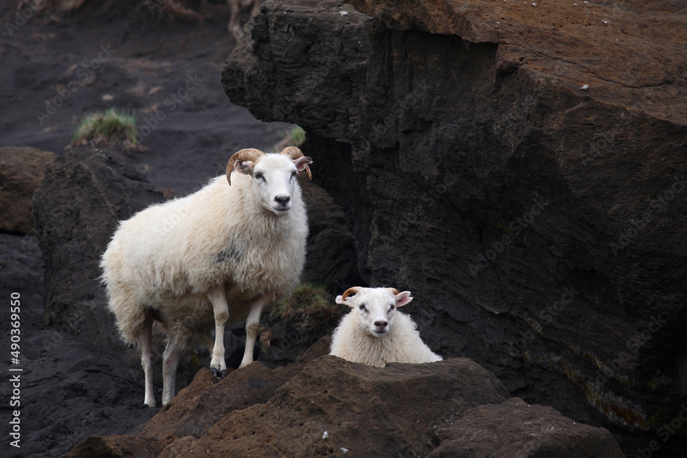 Schaf / Sheep / Ovis.. Schaf / Sheep / Ovis..