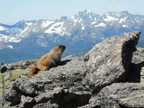 A yellow-bellied marmot poses for a dramatic mountain backdrop in Rocky Mountain National Park  Colorado.