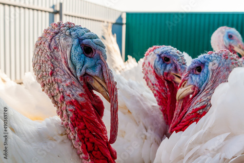 Heads of male domestic white turkeys. Breeding turkeys on a farm.
