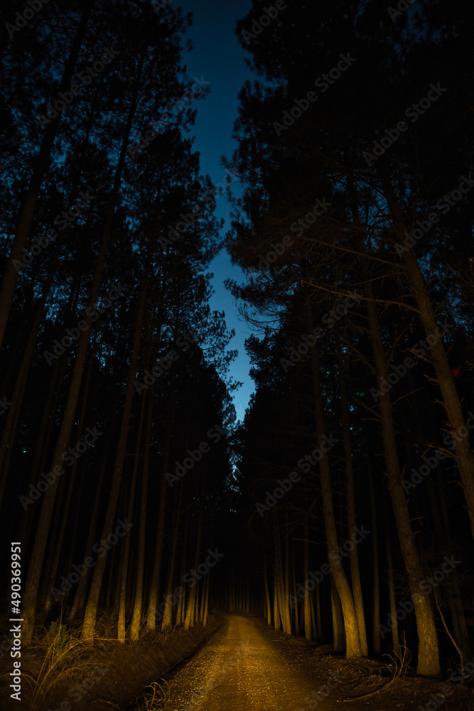 Forest illuminated by car lights