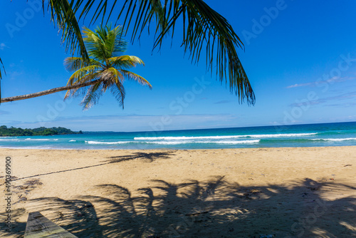 Fototapeta Naklejka Na Ścianę i Meble -  palm tree on caribbean paradise beach