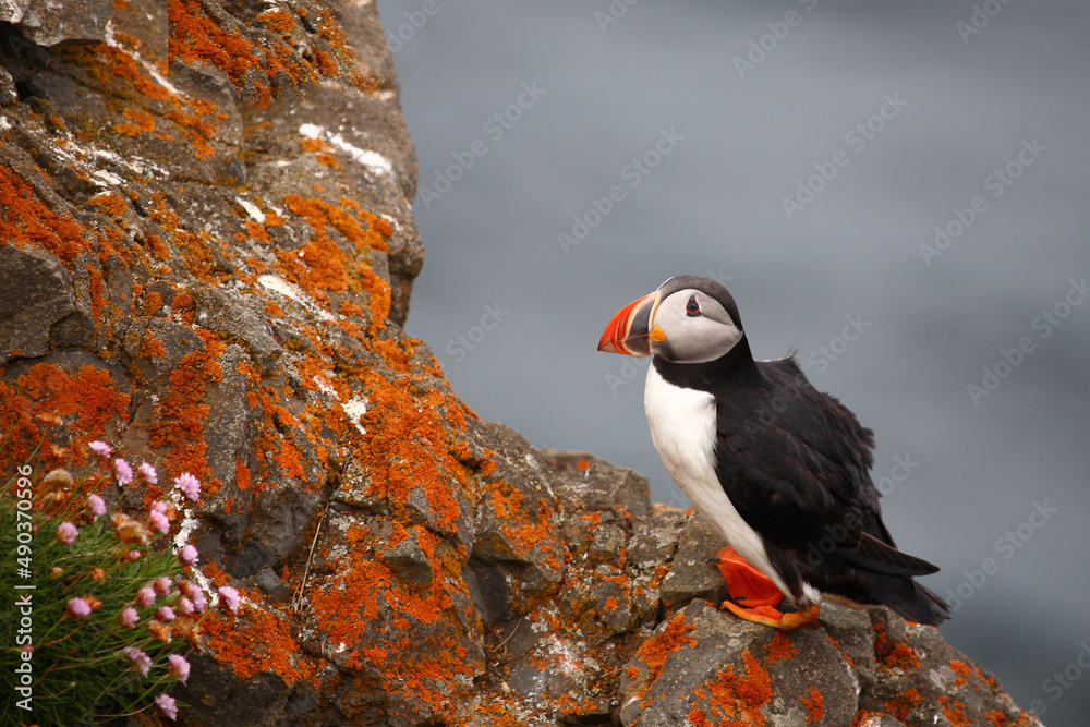 Fototapeta premium Papageitaucher / Atlantic puffin / Fratercula arctica