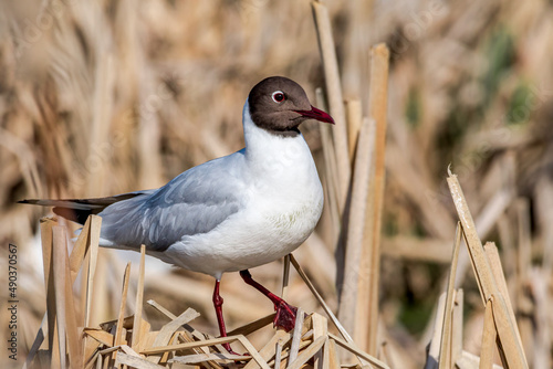Black-headed Gull (Larus ridibundus) at colony