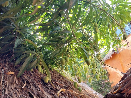 Mango tree in the tropics