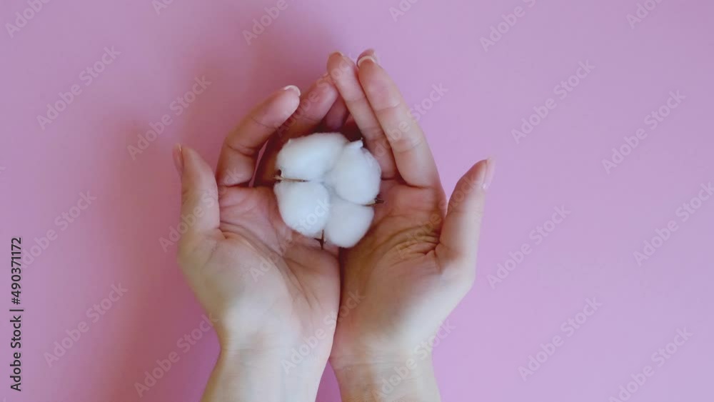 Women's hands with a cotton flower on a pink background. 4K footage Women's hands with a cotton flower on a pink background. 4K footage
