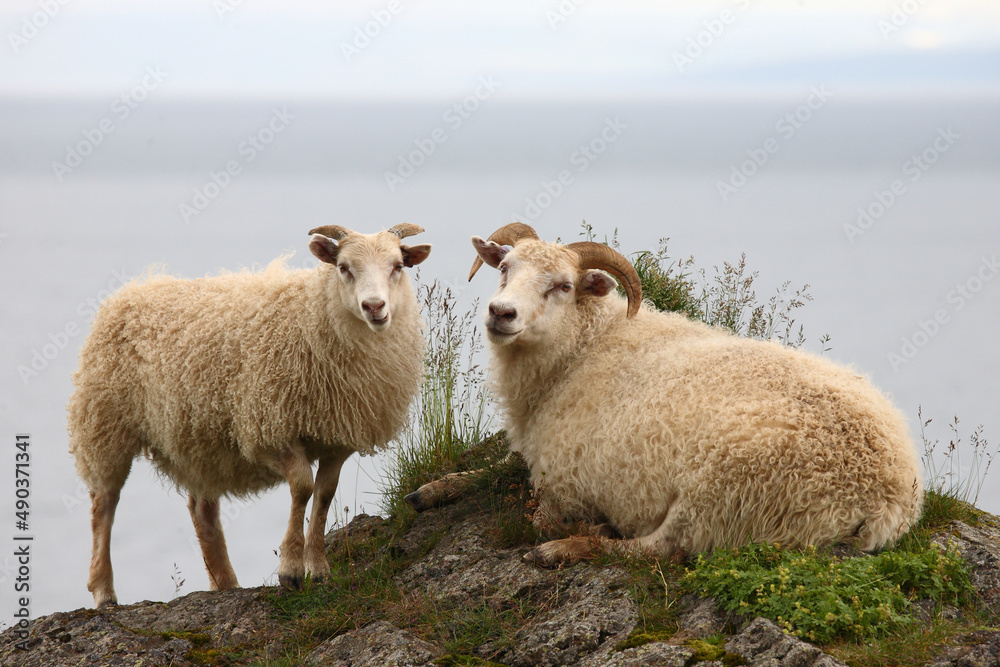 Schaf / Sheep / Ovis..