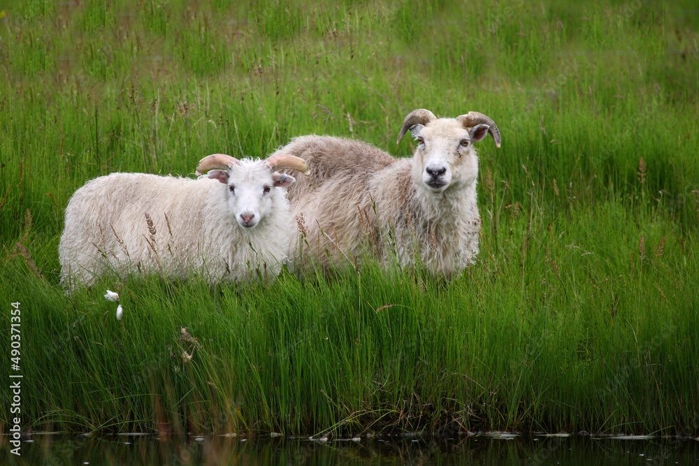 Naklejka premium Schaf / Sheep / Ovis..