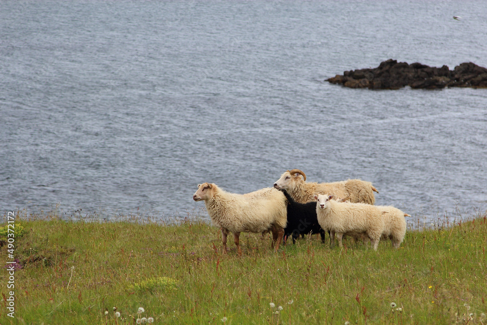 Fototapeta premium Schaf / Sheep / Ovis..