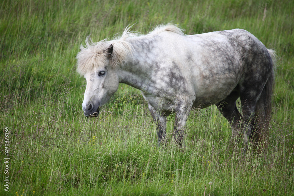 Obraz premium Islandpferd / Icelandic horse / Equus ferus caballus