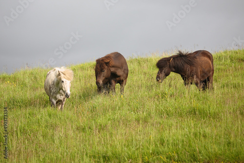 Fototapeta Naklejka Na Ścianę i Meble -  Islandpferd / Icelandic horse / Equus ferus caballus