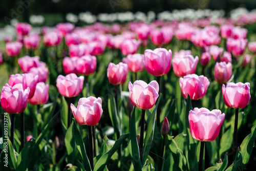 Colorful flower bed with pink tulips