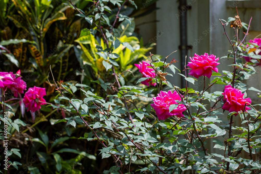 View of beautiful pink roses in a garden. View of beautiful pink roses in a garden.