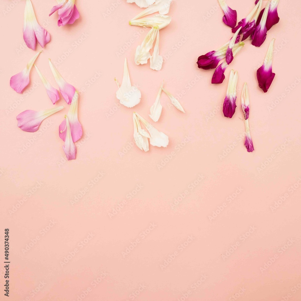 Deconstructed flower petals on pink background Deconstructed flower petals on pink background