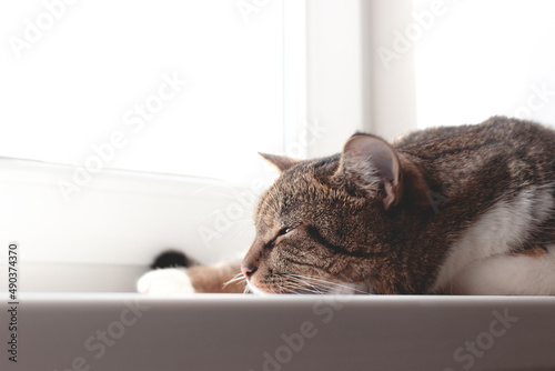 Gray shorthair domestic tabby cat sleeping on a white windowsill. Selective focus. © rorygezfresh