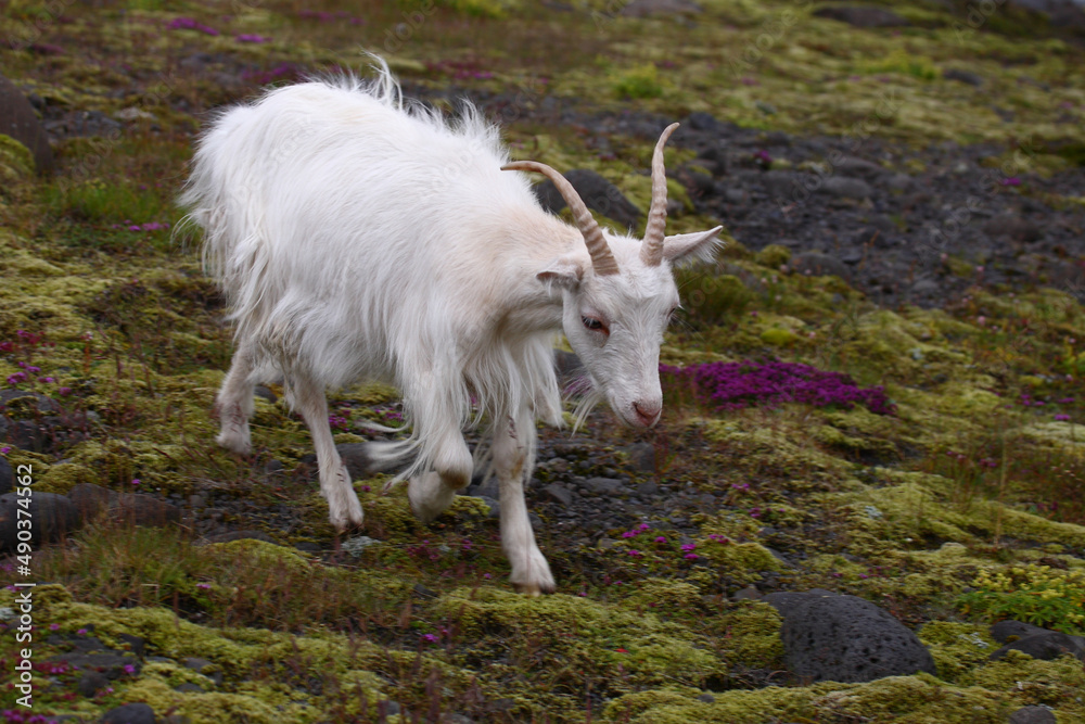 Obraz premium Islandziege / Icelandic goat / Capra hircus