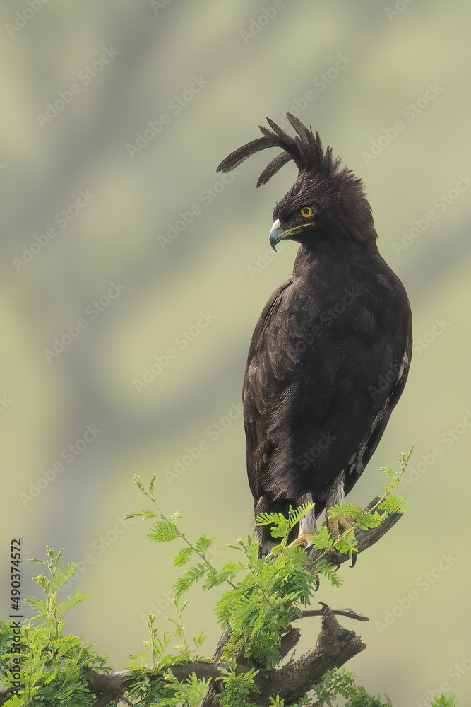 Fototapeta premium Long-crested eagle (Lophaetus occipitalis) perched on acacia tree in Queen Elizabeth National Park, Uganda, Africa