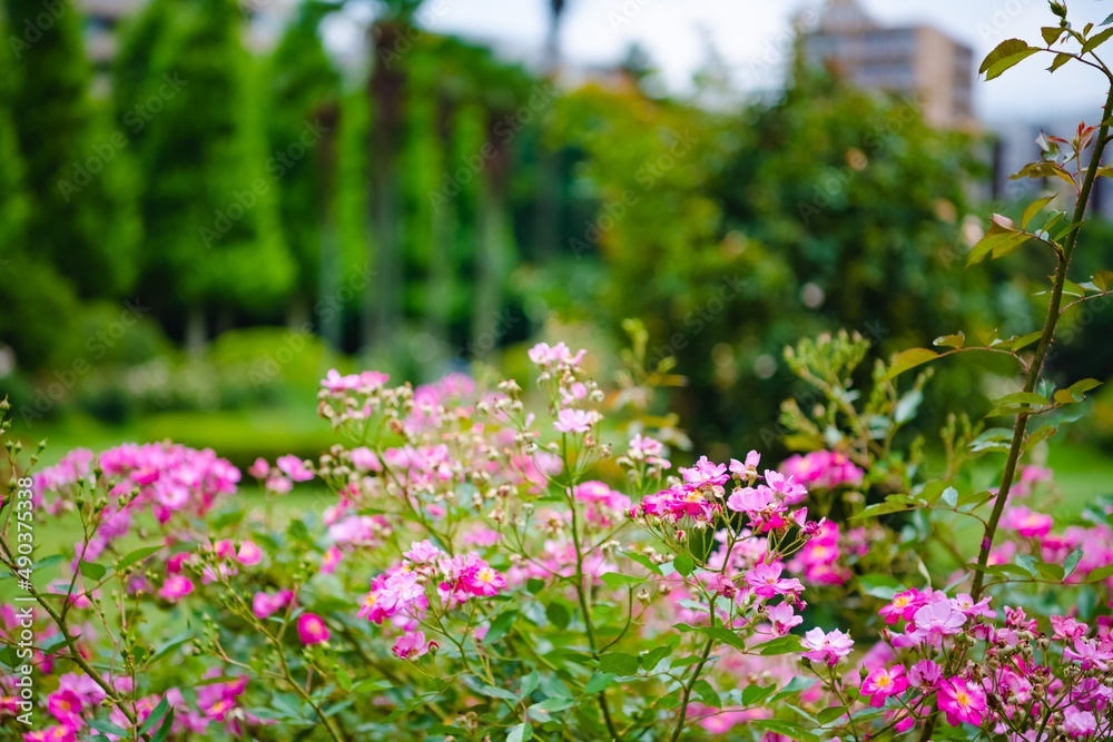 flowers in the garden