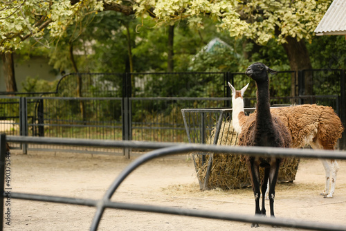 Funny llamas in zoological ...