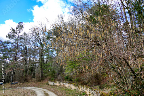 Tree full of catkins in a woodland setting 