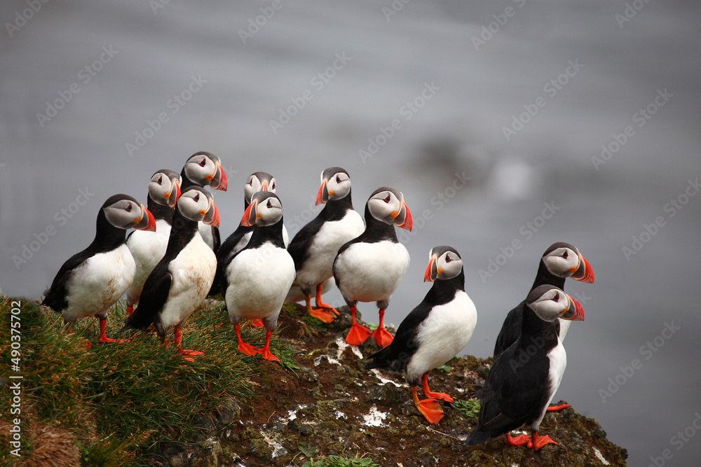 Fototapeta premium Papageitaucher / Atlantic puffin / Fratercula arctica