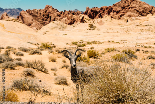 A horned Ram in the Valley of Fire, Nevada