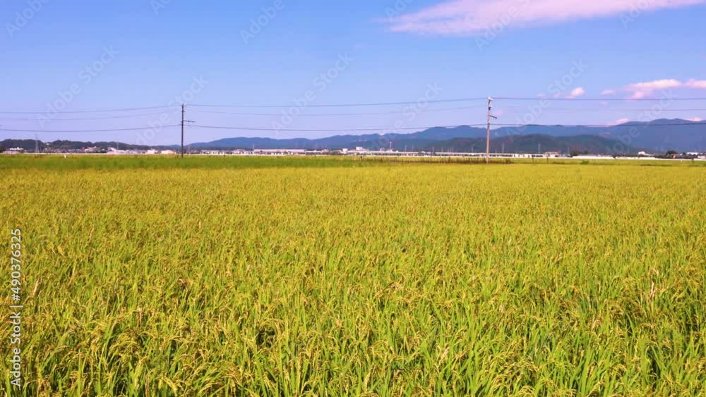 米の収穫 稲刈り 福井県 米の収穫 稲刈り 福井県
