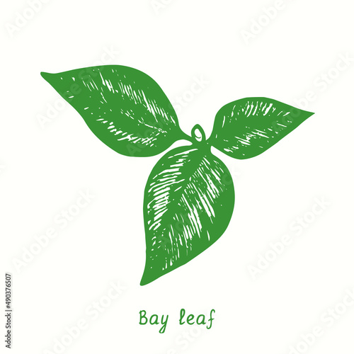 Bay leaves top view.  Ink black and white doodle drawing in woodcut style