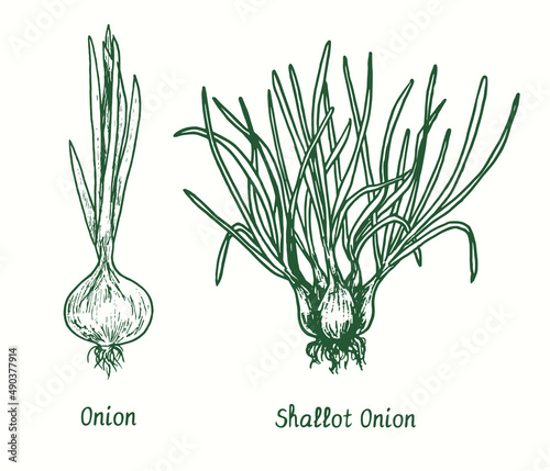 Onion and shallot.  Ink black and white doodle drawing in woodcut style