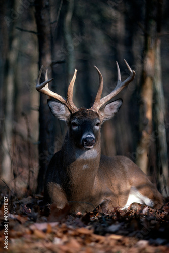 Wallpaper Mural White tailed deer (Odocoileus virginianus) stag Torontodigital.ca