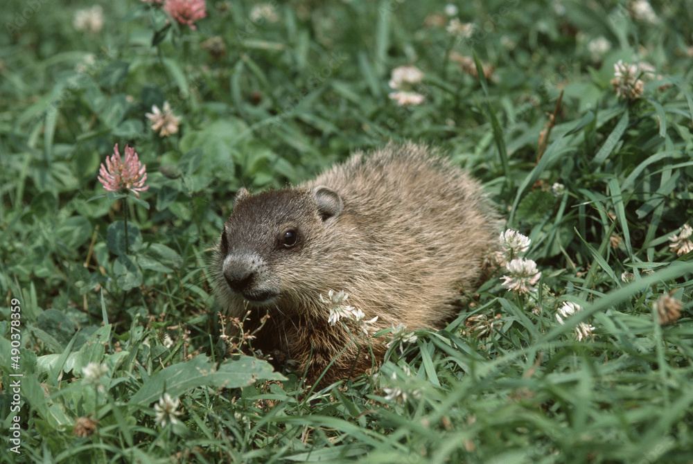 Groundhog Groundhog