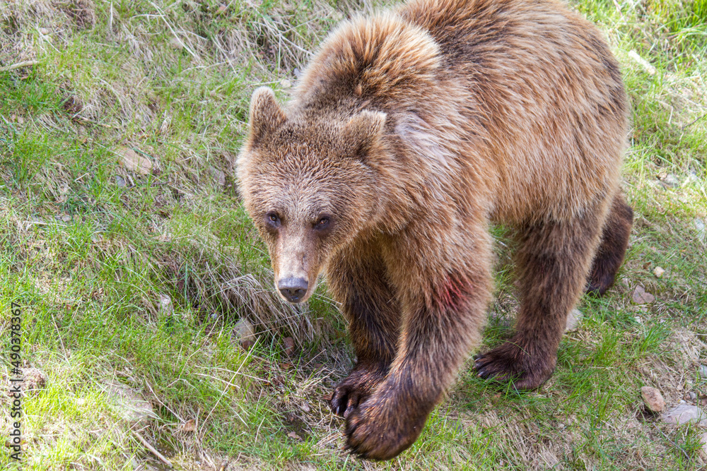Obraz premium Kodiakbär - Ursus arctos middendorffi